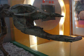Natuurhistorisch Museum van Beijing Beijing
