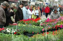 Bloemenjaarmarkt Groningen - 1